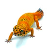 Electric Inferno (Proven Breeder) (B- 06)