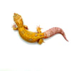 Giant White & Yellow  (Jungle) Tangerine (Tremper) B2-09