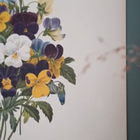 Image 16 of Planches  Anciennes les fleurs de Redouté 