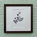 Image 1 of £50 originals - blackberry , pointillism