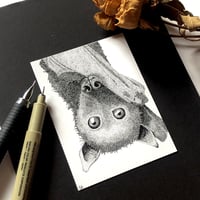 Image 2 of Chiroptera 2