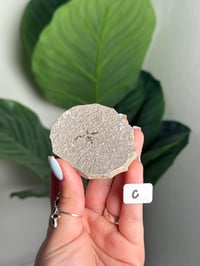 Image 3 of CHOOSE YOUR OWN FOSSILIZED FLY