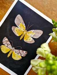 Image 3 of Spilosoma Marmorata & Peridrome Orbicularis Moth LIMITED EDITION PRINT