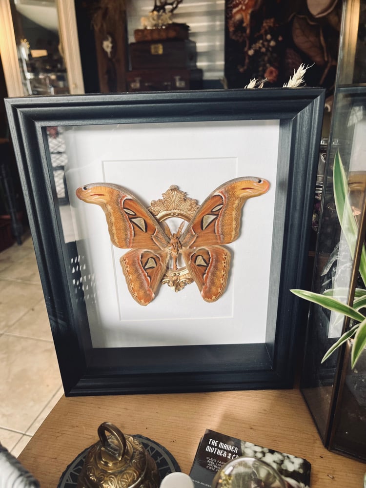 Image of Ornate Framed Attacus Atlas Moth