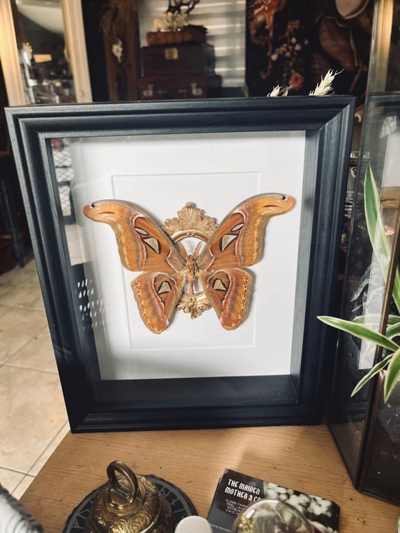 Image of Ornate Framed Attacus Atlas Moth