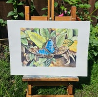 Image 2 of Blue Morpho