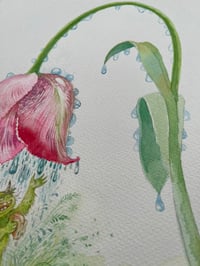 Image 5 of Doolin - Artwork
