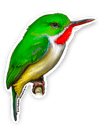 San Pedrito • Puerto Rican Tody Sticker