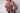 UPerform Elevate Cross Back Bra- Pink 