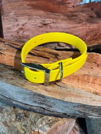 Yellow - Adult Dog