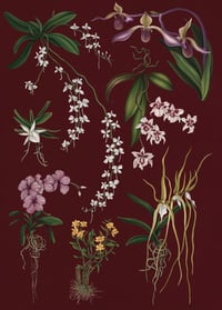 Image of Orchid Chart