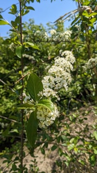 Image 1 of Bitter Cherry : Prunus emarginata