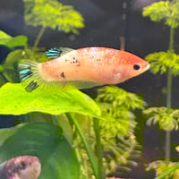 Image of Lucky Sorority (5x Females) 