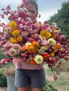 Helichrysum Bunches 
