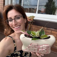 Image 6 of Sea Star Hoya in Pink Vintage Pueblo Dwelling 