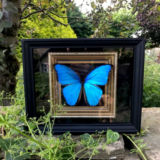 Image of Victoriana Framed Blue Morpho 🦋