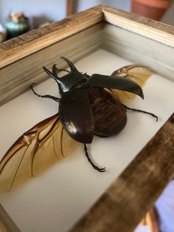 Image of Caucasus Scarab Beetle 