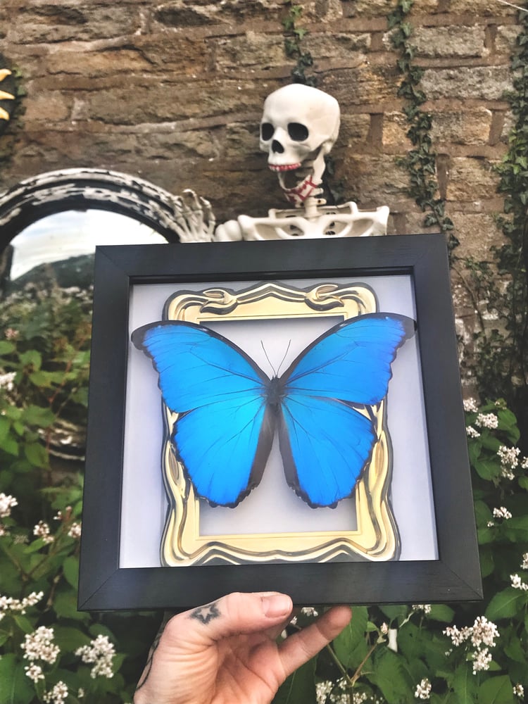 Image of Last Chance - Framed Blue Morpho Butterfly