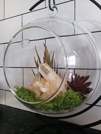 Image 4 of Glass Globe Terrarium Set With Natural Quartz Crystal & Moon Stand - Everything Included 