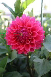 Winkie Rhubarb