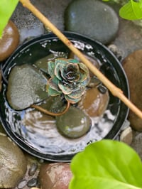 Image 2 of 🌹🩵Blue Rose Fountain 