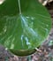 Image of handmade green and brown tall bird feeder