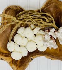 Image 1 of Sea Urchin Wax Melts