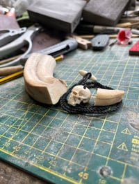 Image 1 of little Pigs tooth Skull