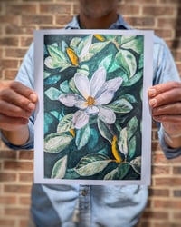 Southern Magnolia Watercolor, Archival Print