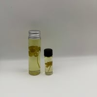 Image 1 of 5-Leaf Clover (Trifolium repens) Wet Specimen 
