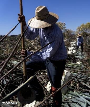 Healthy Gut! Prebiotic-Probiotic Powder. Menopause-Bones-Colitis-Gas-Bloating-Diabetes-Cravings