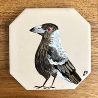 Australian Magpie Coaster