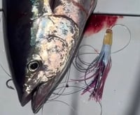 Image 2 of 9+ REVERSE TAPER 4 HOLE POCHO SALMON