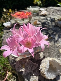 Image 1 of CONSULTA TERAPIA FLORAL EXTENSA