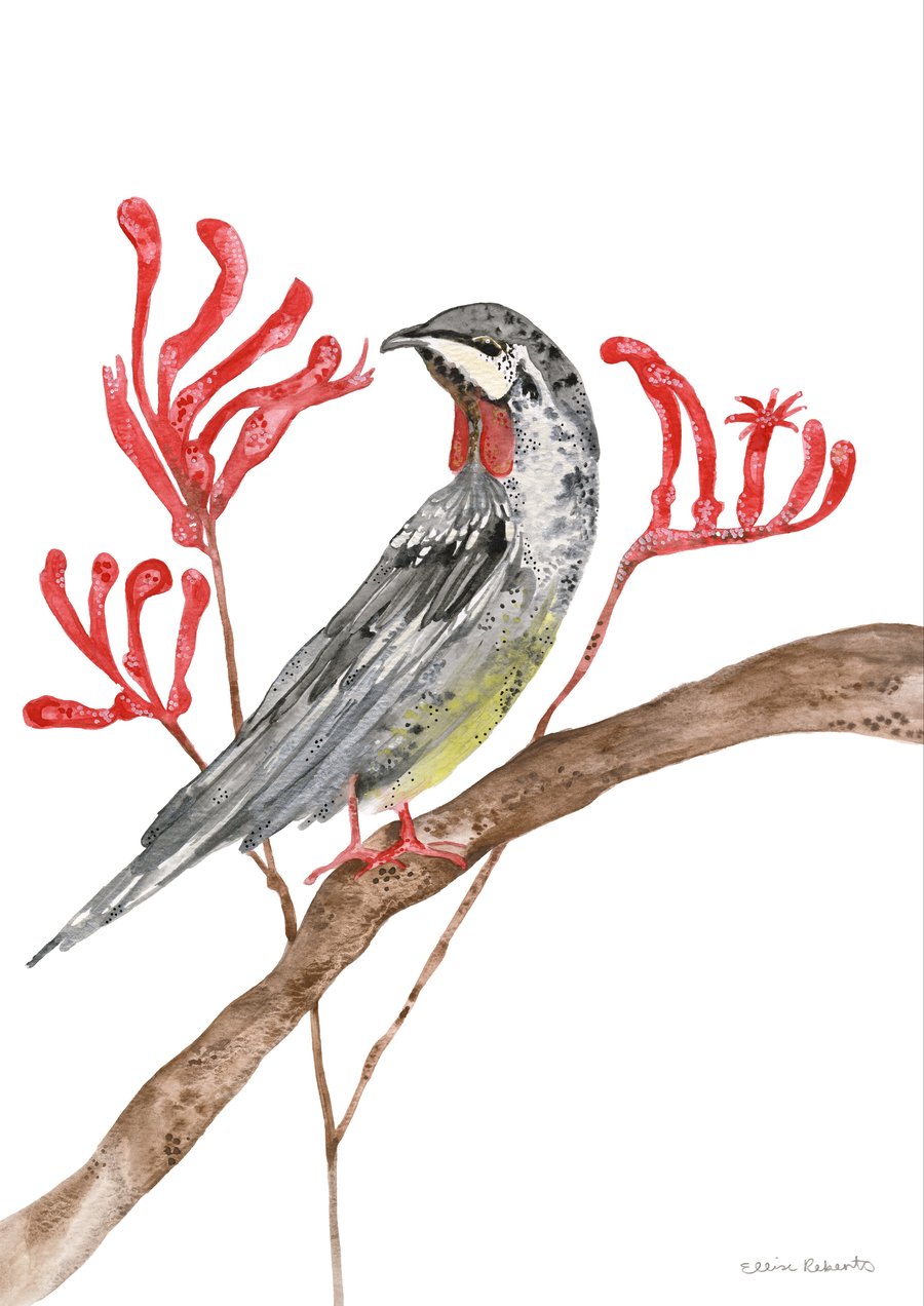 Image of Red Wattlebird 