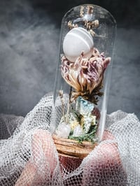 Image 1 of Fertilized parakeet egg never hatched 