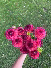 Burlesca - Pompom Type