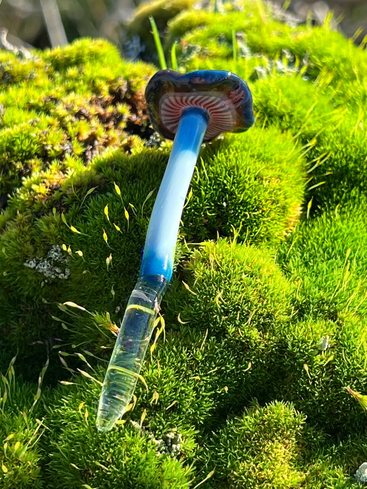 Image of Blue Staining Mushroom Plant Spike 5