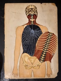 Image 2 of ANTIQUE ANATOMICAL COLLECTION - Preserved web  - C