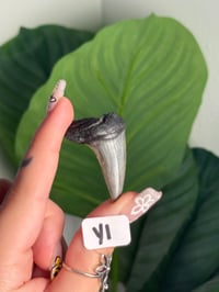 Image 25 of SMALL MEGALODON TEETH -SOUTH CAROLINA- CHOOSE YOUR OWN LOT 1