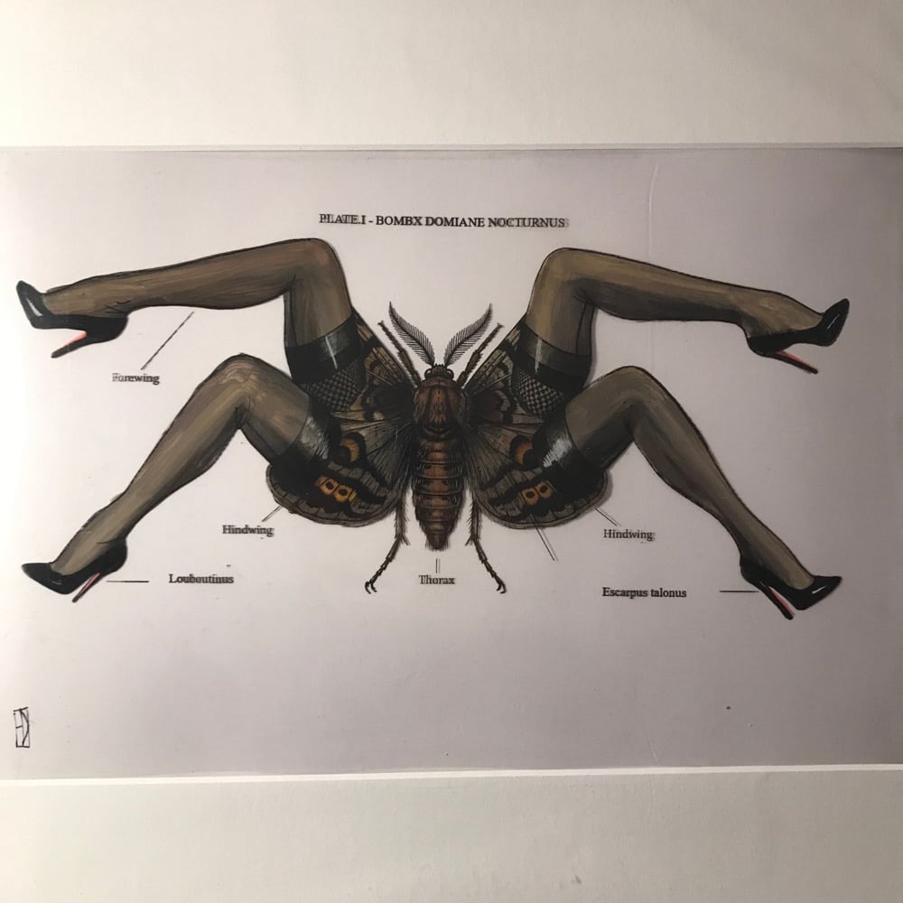 Image of Bombyx 01