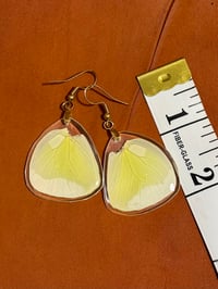 Image 2 of Statira Sulphur Hindwings