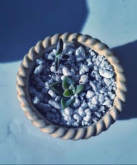 Image 2 of Basket small + baby echeveria(με παχύφυτο)