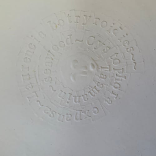 Image of Rockpool Plates (A)