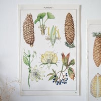 Image 1 of Planches De Botanique Colorées.