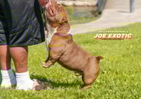 Image 2 of Joe exotic stud fee 