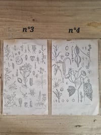 Image 3 of Les planches botaniques de 1837 série 2 (à l'unité)