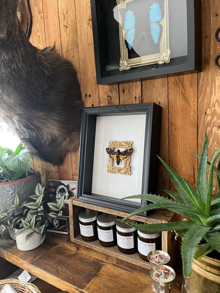Image of Ornate Death Head Hawk Moth Frame 