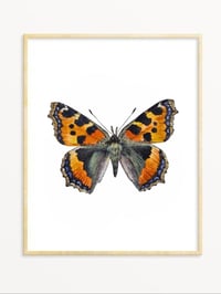 Image 2 of Tortoiseshell Butterfly PRINT