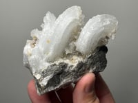Image 1 of Ram’s Horn Selenite, Gypsum Specimen | Guizhou China #3048